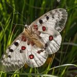 Apollo or mountain Apollo (Parnassius apollo),