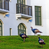 Wild Turkeys @ Algonquin Resort