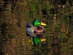 Mallard