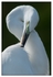 Birds - Color - 09