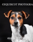 equiscot1938