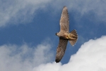 Juvenile Peregrine,county Louth