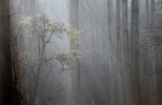 Misty Woods __S193