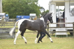 SBM_16037