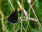 Ringlet