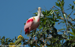 Roseate spoonbill