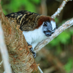 Geoffroy's Tamarin, Rio Chagres, Panama