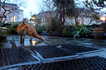 Urban Fox in bristol front garden