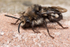 Melecta albifrons