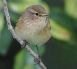 Chiffchaff