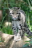 Clouded Leopard1