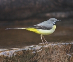 Grey Wagtail