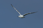 Bonaparte's Gull flying, head-on, Farmoor