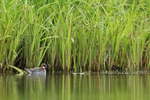 Red-necked Phalarope (female), Iceland