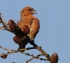 Male Crossbill