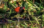 Wattled Jacana