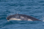 Humpback Calf head-lunge 12. 0A3A9877