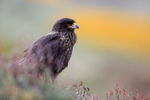 Striated Caracara (adult), Carcass Island, Falklands