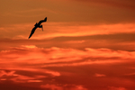 Silhouette of Brown Pelican diving, Fort De Soto, Florida
