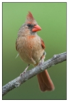 Birds - Color - 03