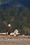 Bald Eagle perched, trees background, Silver Salmon Creek, Alaska