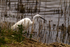 Little Egret - Lackford Lakes
