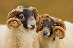 Cheeky Rams