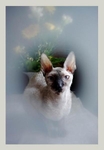 Mimmi 2008 / 2