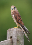 Kestrel