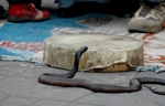 Snake Drum