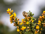Goldcrest