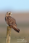 short eared owl 280112  41
