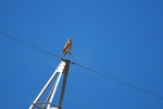 Short-toed Eagle