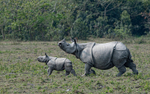 Rhino