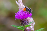 Bumble bee-5918
