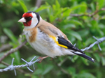 Goldfinch portfolio