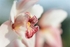 Orchid Cymbidium Lady McAlpine Jersey