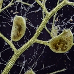 Southern bladderwort (Utricularia australis) 