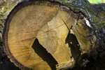 Tree - 8787