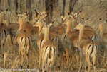 Female impalas