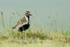 Golden Plover (summer plumage), Iceland