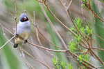 Swee Waxbill portfolio