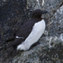 Common Murre (Guillemot) in breeding plumage perched on a cliff ledge