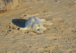 Atlantic Grey Seal