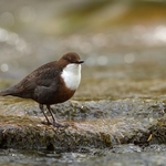 Dipper