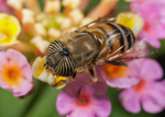 Eristalinus taeniops (f)