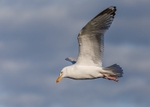 Herring Gull 2