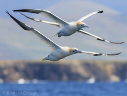 Gannets