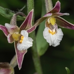 Marsh Helleborine (Epipactis palustris)