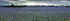 borage field      ref Panoramic 3